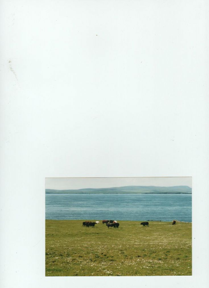 Swona cattle