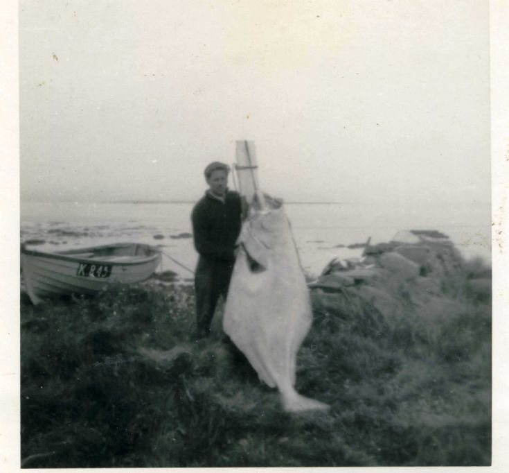 Halibut