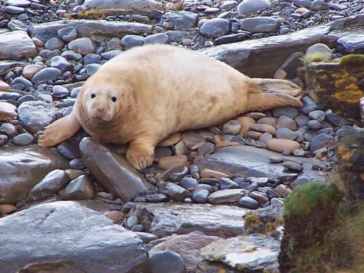 Seal pup, Lamb head, Stronsay, 2/11/08