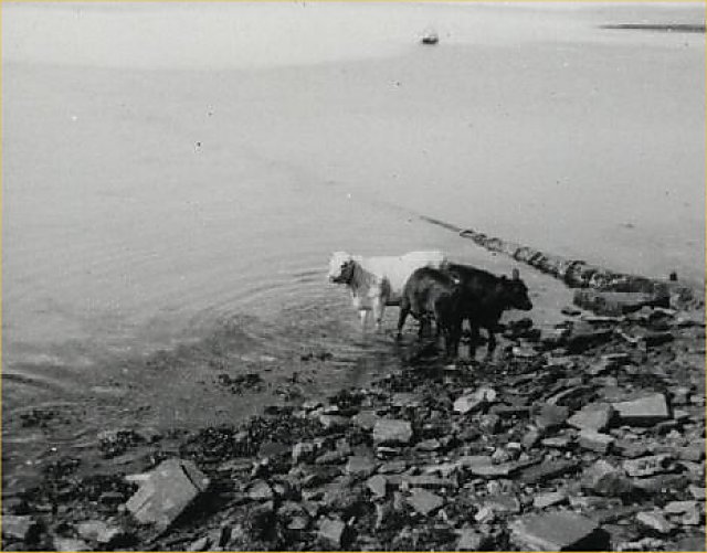 Cows on the shore
