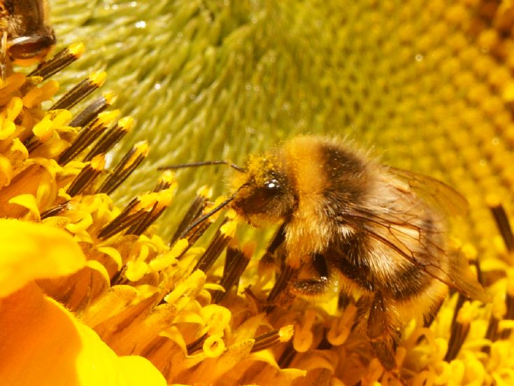 A Busy Bee