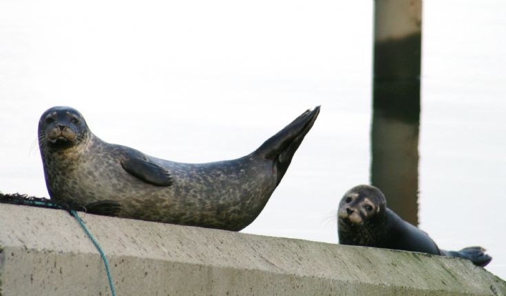 Relaxing at Kirkwall marina