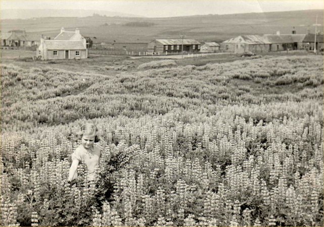 Harray lupins