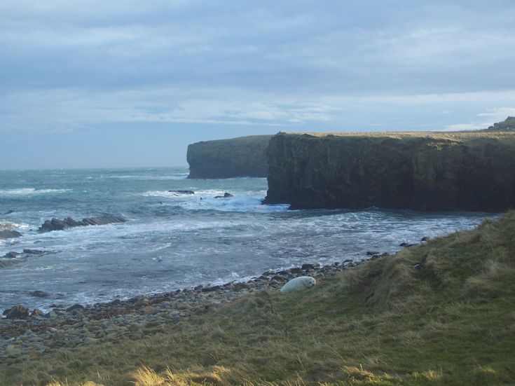 Spot the lonely selkie, Lamb head, Stronsay