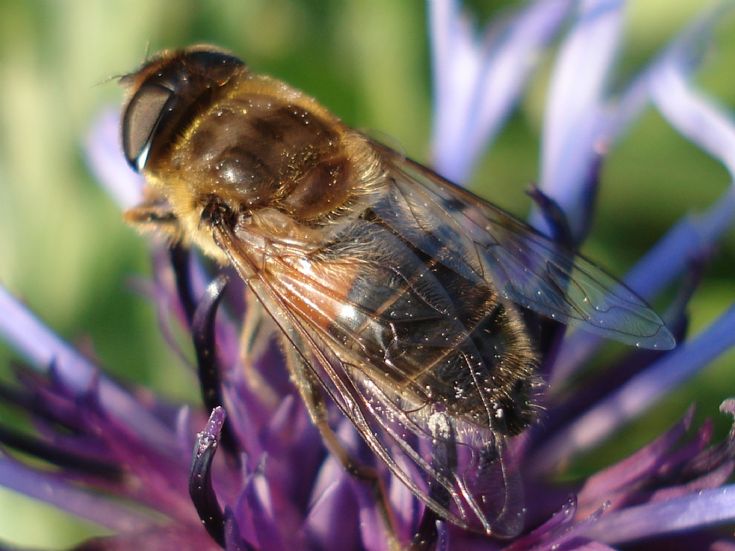 Insect 1