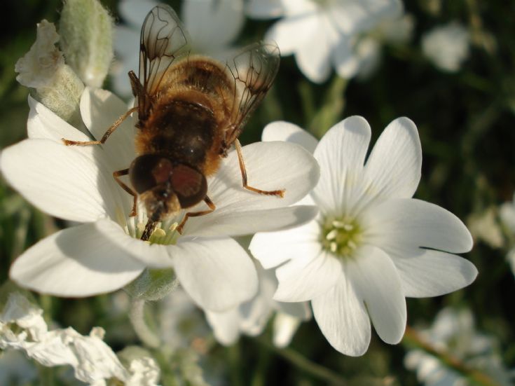Insect 2