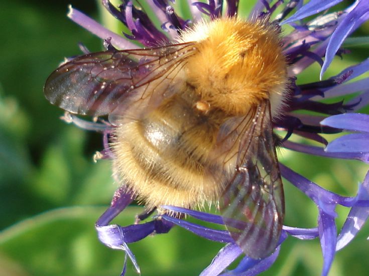 Insect 3