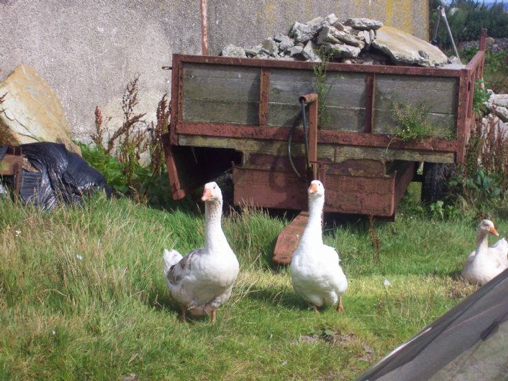 Geese at Cleat, Stronsay