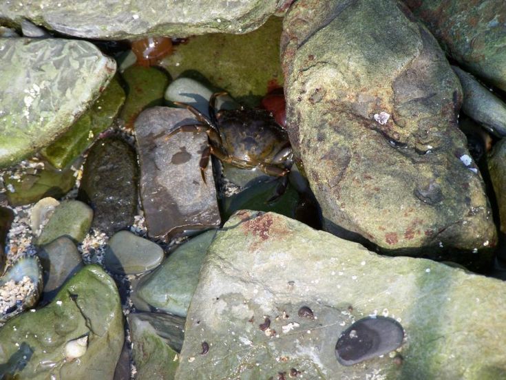 Crab and anemone