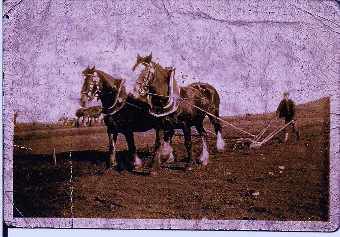 ploughing match???