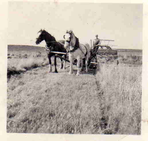 Horse Drawn Binder