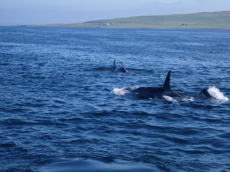 Oracas sighted between Tingwall and Wyre