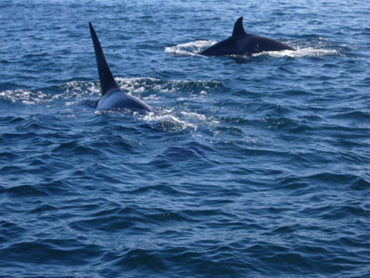 Oracas sighted between Tingwall and Wyre
