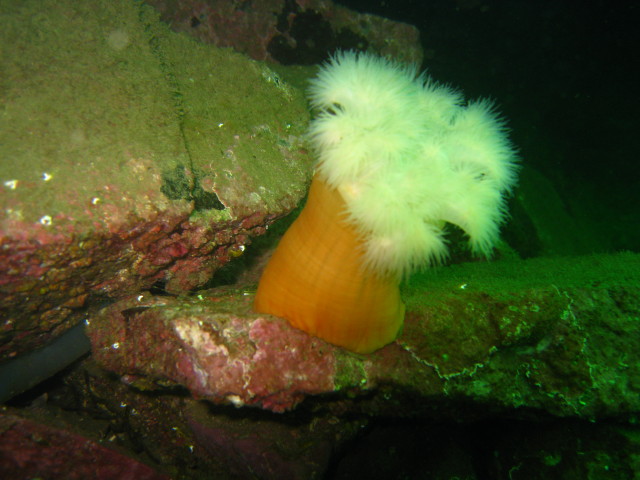Dive at barrier #1