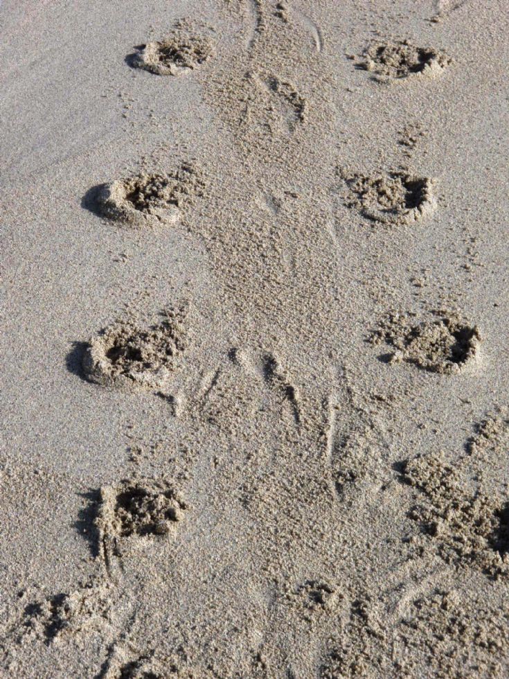 Seal's Flipper Prints