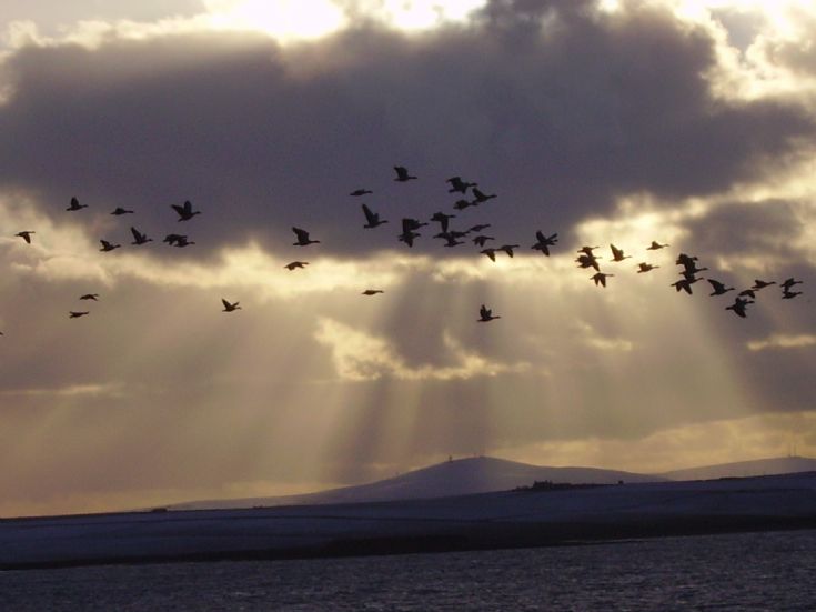 Flying Geese