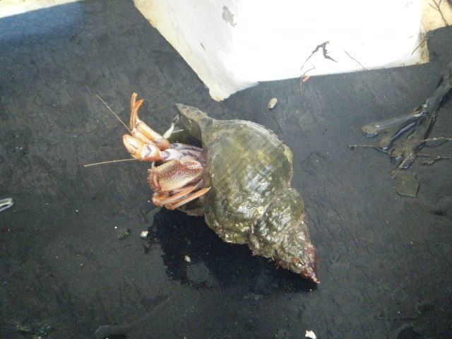 Hermit Crab