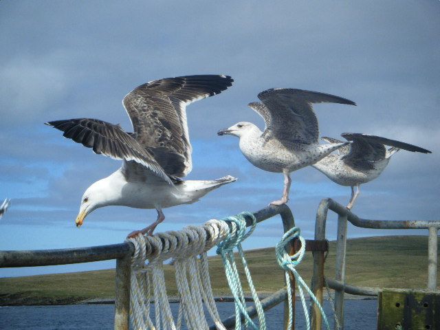Gulls