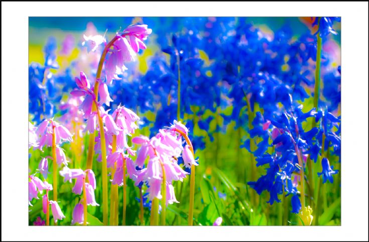 Spring Time