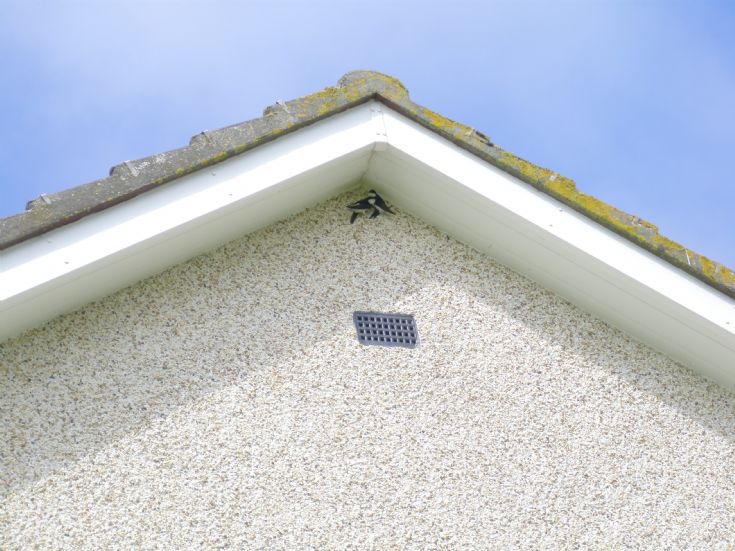 House martins