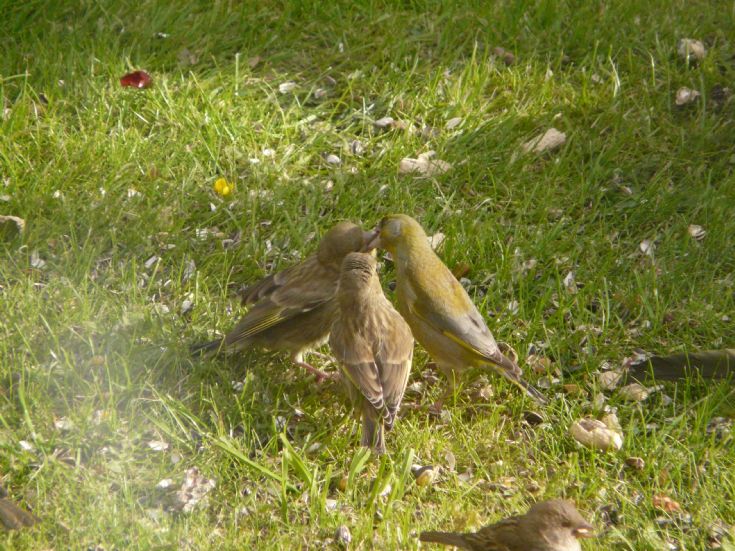 Greenfinches feeding
