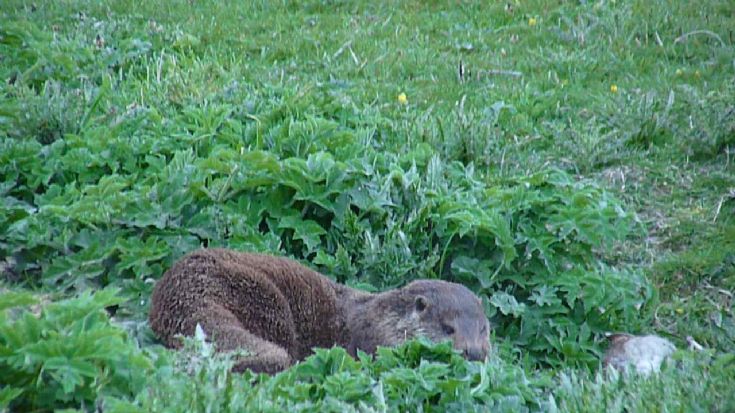 hungry otter