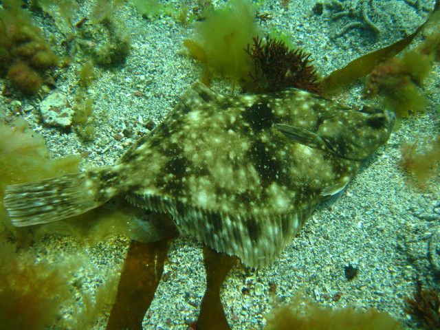 Flounder