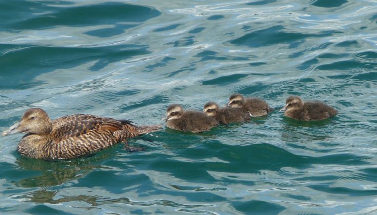 Ducks
