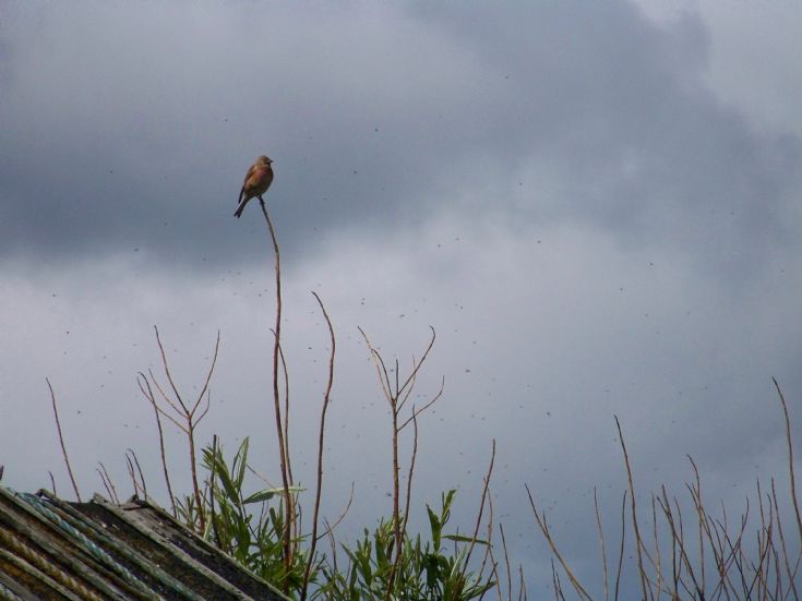 Wheatear? and midges
