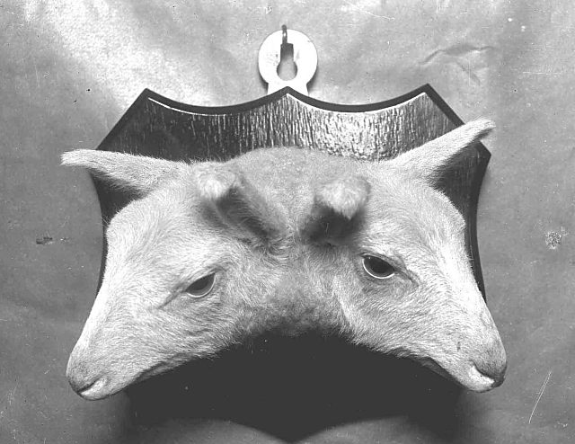 Two headed sheep