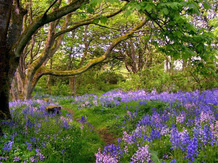 Bluebells