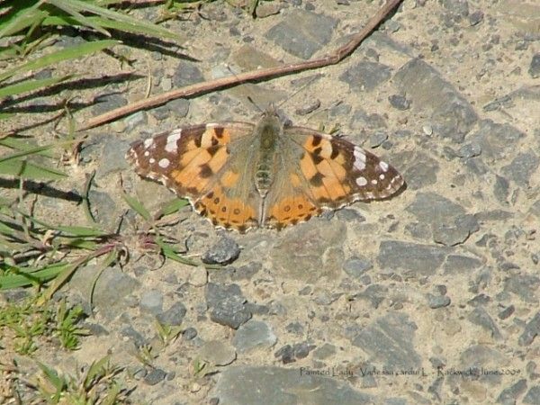 Butterly