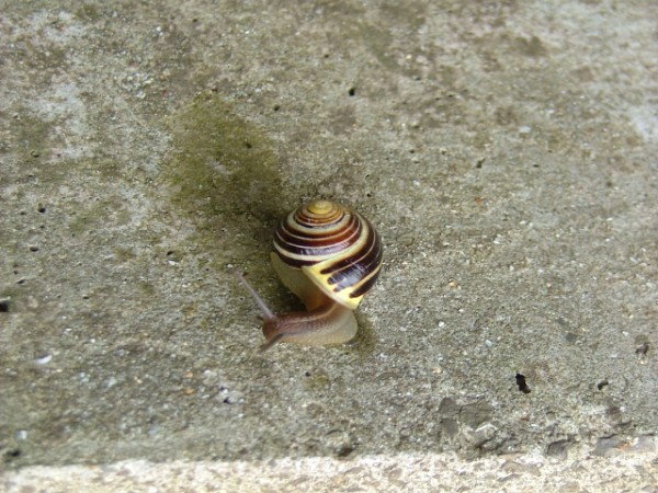 Snail
