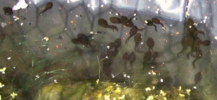 Tadpoles