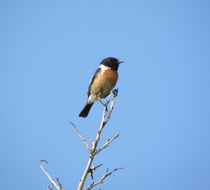 Unidentified bird