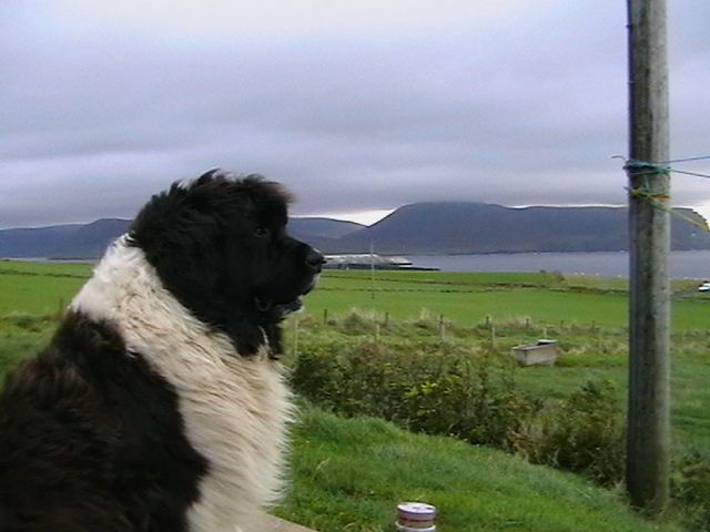 Newfoundland Dog
