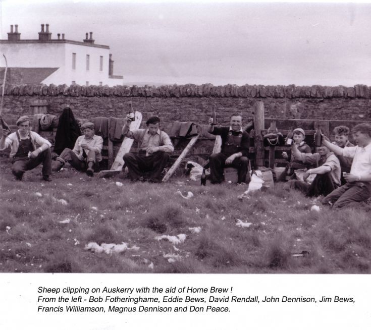 Sheep clipping on Auskerry