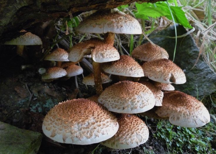 Shaggy Parasol mushrooms