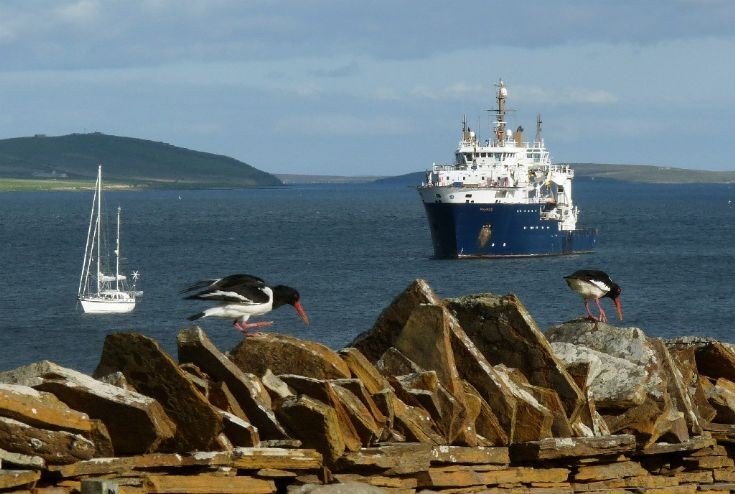 Oystercatchers