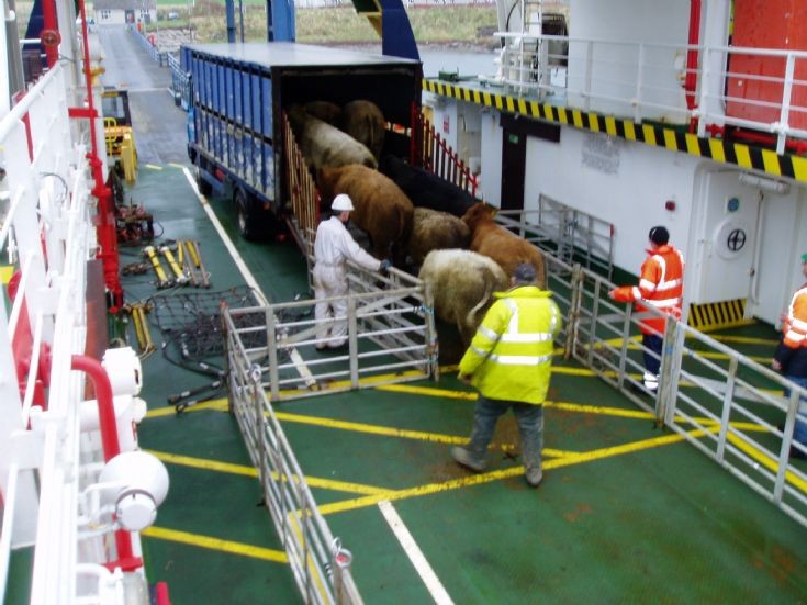 Garemsay cattle disembark