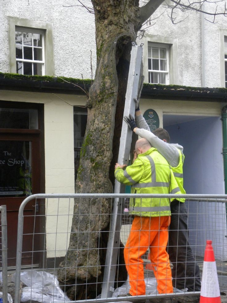 Big Tree gets some support
