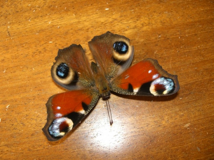 Butterfly