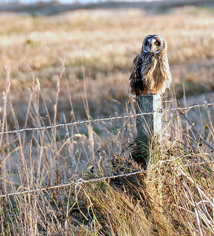 Short eared owl