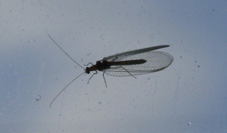 Insect