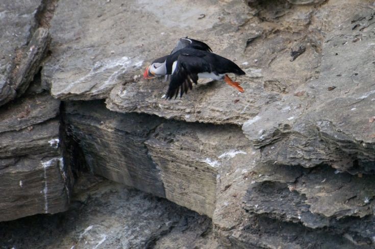Fly Puffin fly