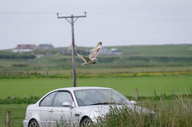 Shorteared Owl vs. BMW