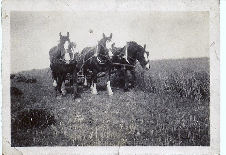 3 HORSE POWER