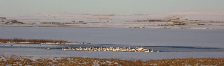 The Cold Snap