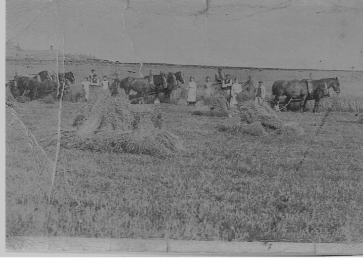 Harvest at Holland