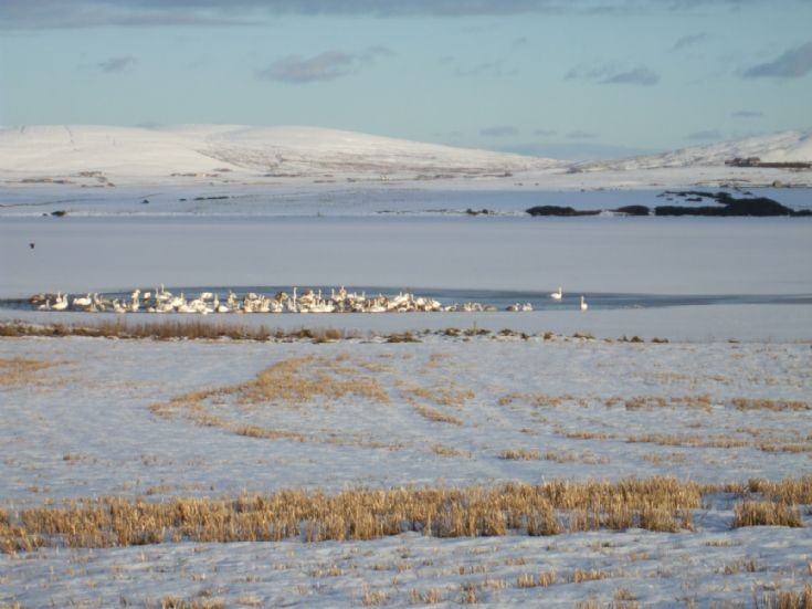 Swans on Harray Loch